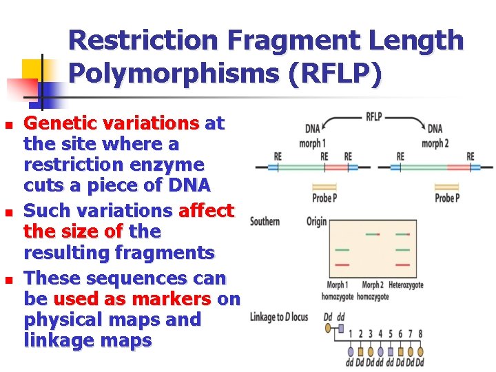 Restriction Fragment Length Polymorphisms (RFLP) n n n Genetic variations at the site where