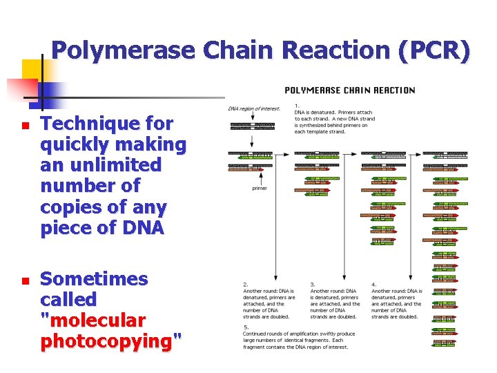 Polymerase Chain Reaction (PCR) n n Technique for quickly making an unlimited number of