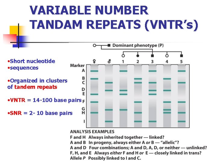 VARIABLE NUMBER TANDAM REPEATS (VNTR’s) • Short nucleotide • sequences • Organized in clusters