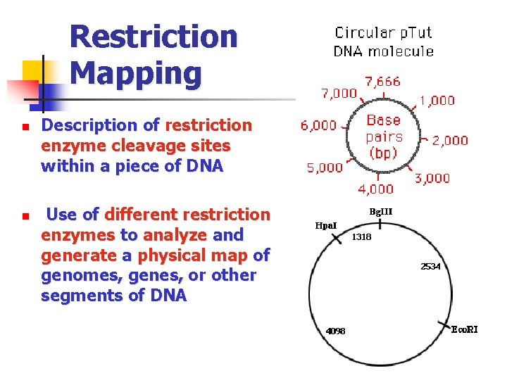 Restriction Mapping n n Description of restriction enzyme cleavage sites within a piece of