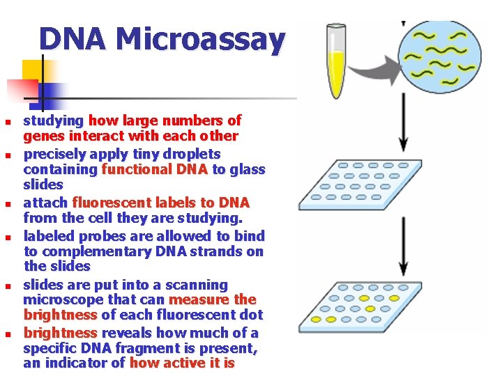 DNA Microassay n n n studying how large numbers of genes interact with each