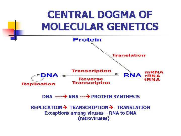 CENTRAL DOGMA OF MOLECULAR GENETICS DNA ---- RNA --- PROTEIN SYNTHESIS REPLICATION TRANSCRIPTION TRANSLATION