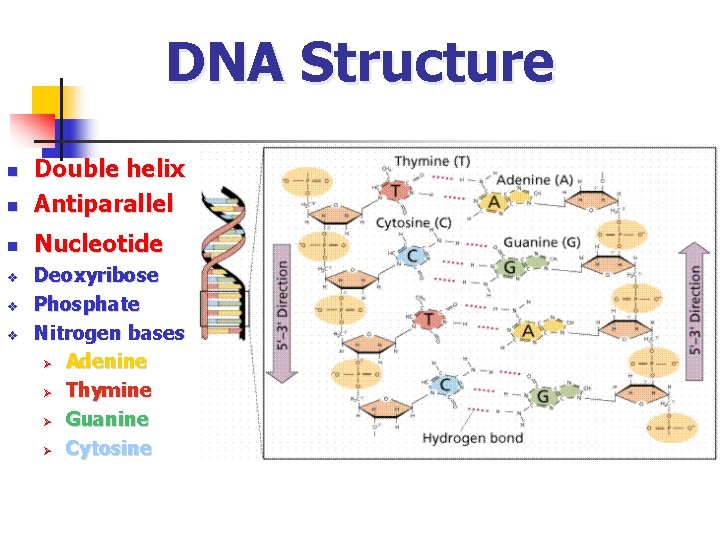 DNA Structure n Double helix Antiparallel n Nucleotide n v v v Deoxyribose Phosphate