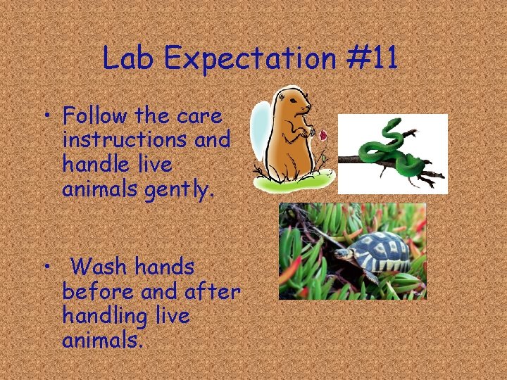 Lab Expectation #11 • Follow the care instructions and handle live animals gently. •