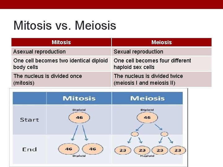 Mitosis vs. Meiosis Mitosis Meiosis Asexual reproduction Sexual reproduction One cell becomes two identical