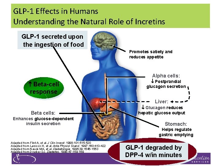 GLP-1 Effects in Humans Understanding the Natural Role of Incretins GLP-1 secreted upon the