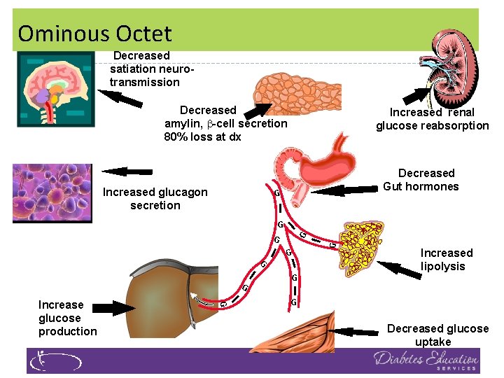 Ominous Octet Decreased satiation neurotransmission Decreased amylin, -cell secretion 80% loss at dx Increased