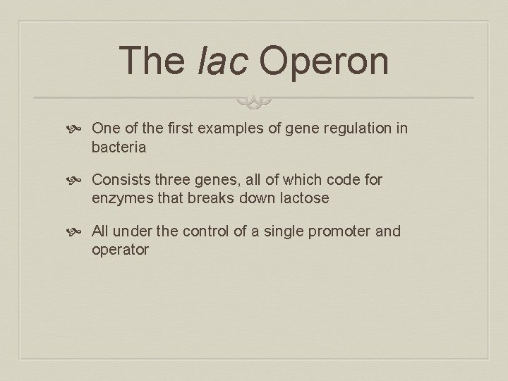 The lac Operon One of the first examples of gene regulation in bacteria Consists