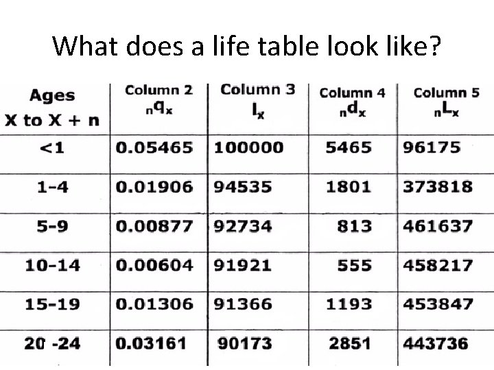 What does a life table look like? 