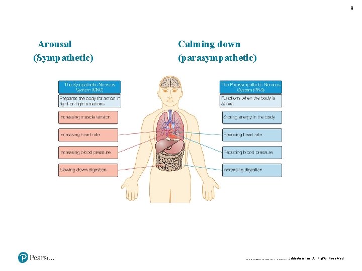 9 Arousal (Sympathetic) Calming down (parasympathetic) Copyright © 2018 Pearson Education, Inc. All Rights
