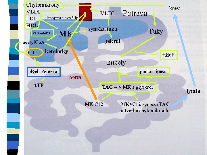 Chylomikrony VLDL lipoproteinová lps LDL HDL beta oxidace MK VLDL Potrava syntéza tuku Tuky