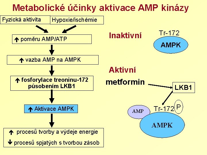 Metabolické účinky aktivace AMP kinázy Fyzická aktivita Hypoxie/ischémie poměru AMP/ATP Inaktivní Tr-172 AMPK vazba