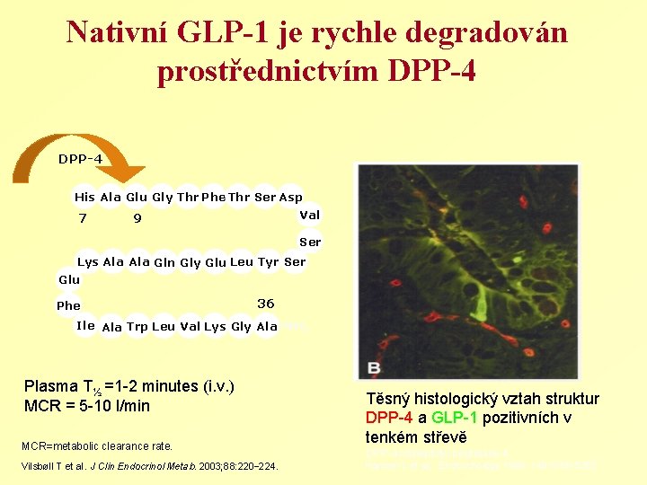 Nativní GLP-1 je rychle degradován prostřednictvím DPP-4 His Ala Glu Gly Thr Phe Thr