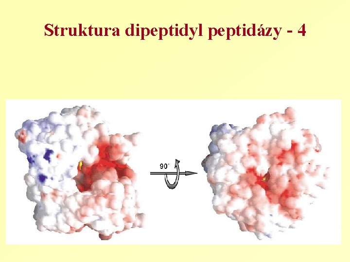 Struktura dipeptidyl peptidázy - 4 
