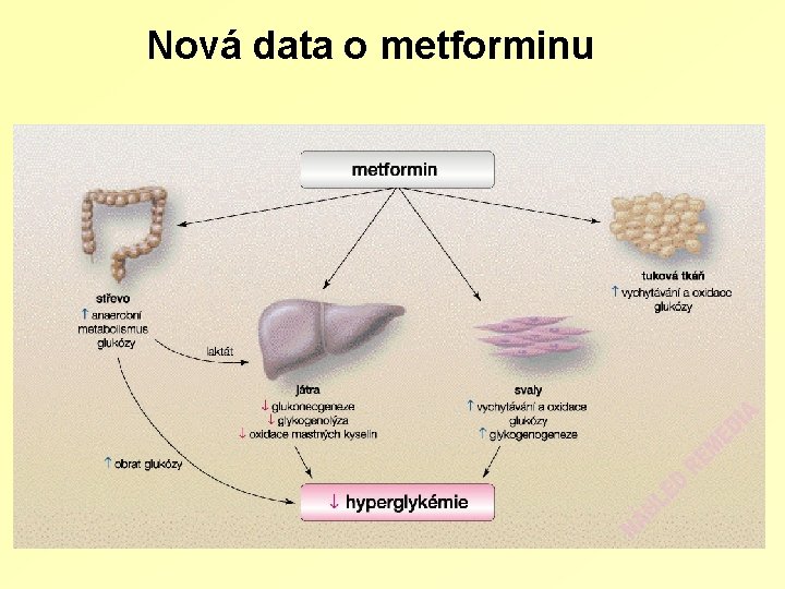 Nová data o metforminu 