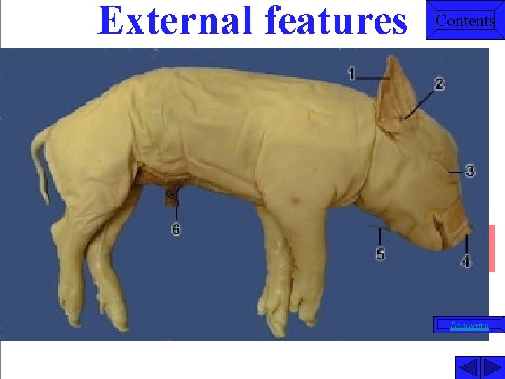 Contents Pig Dissection Contents External Features Sex Determination