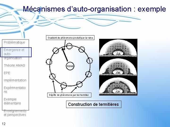 Mécanismes d’auto-organisation : exemple Gradient de phéromone produit par la reine Problématique Émergence et