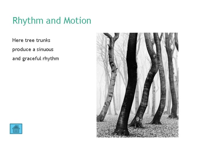 Rhythm and Motion Here tree trunks produce a sinuous and graceful rhythm 