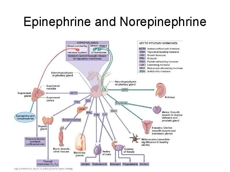 Epinephrine and Norepinephrine 