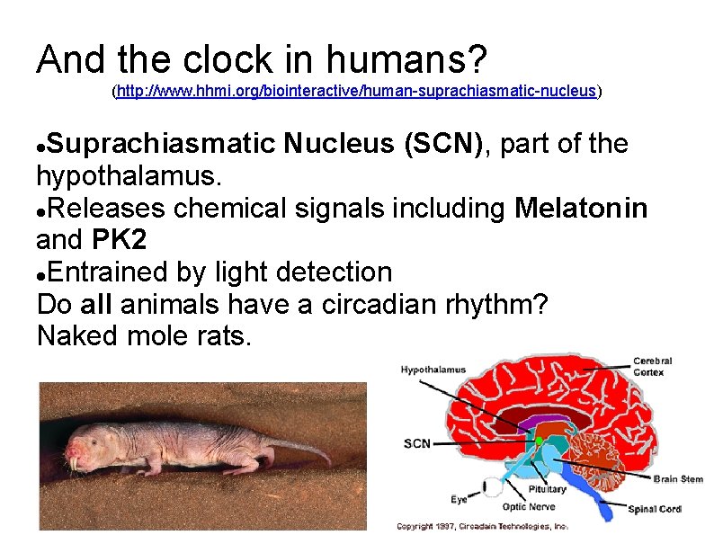 And the clock in humans? (http: //www. hhmi. org/biointeractive/human-suprachiasmatic-nucleus) Suprachiasmatic Nucleus (SCN), part of