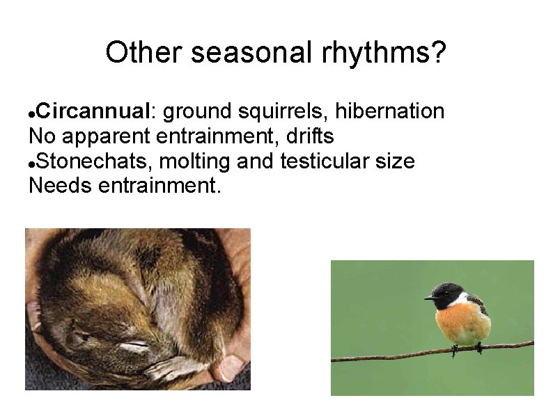 Other seasonal rhythms? Circannual: ground squirrels, hibernation No apparent entrainment, drifts Stonechats, molting and