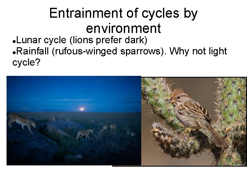 Entrainment of cycles by environment Lunar cycle (lions prefer dark) Rainfall (rufous-winged sparrows). Why