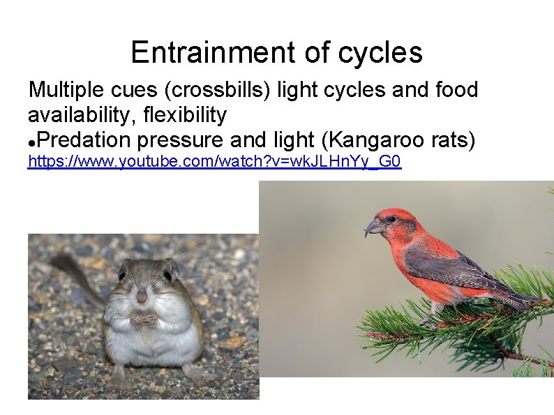 Entrainment of cycles Multiple cues (crossbills) light cycles and food availability, flexibility Predation pressure
