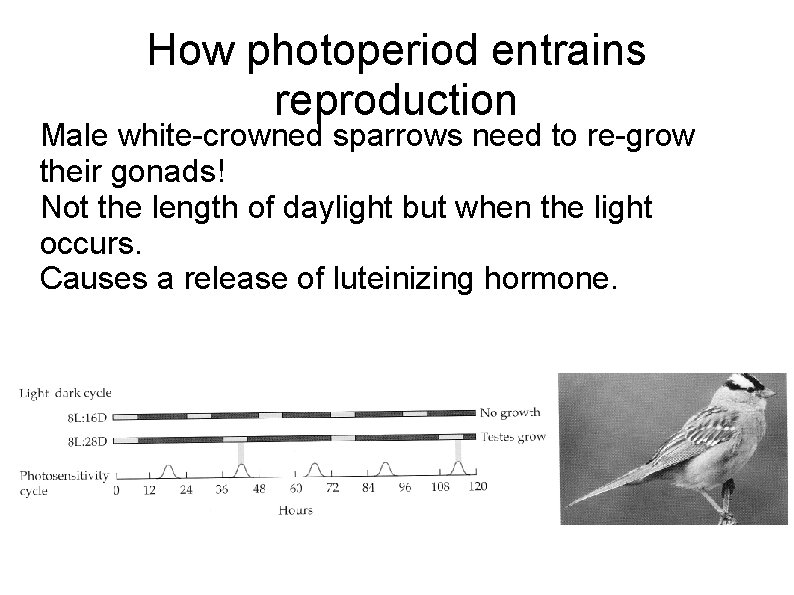 How photoperiod entrains reproduction Male white-crowned sparrows need to re-grow their gonads! Not the