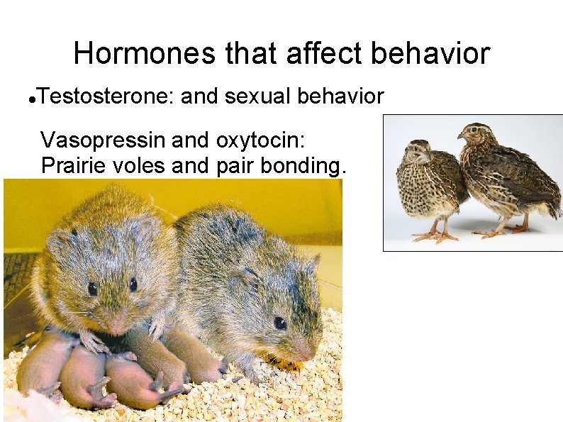 Hormones that affect behavior Testosterone: and sexual behavior Vasopressin and oxytocin: Prairie voles and