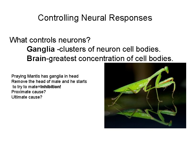 Controlling Neural Responses What controls neurons? Ganglia -clusters of neuron cell bodies. Brain-greatest concentration