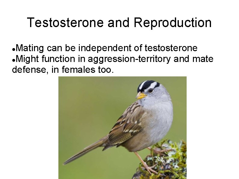 Testosterone and Reproduction Mating can be independent of testosterone Might function in aggression-territory and