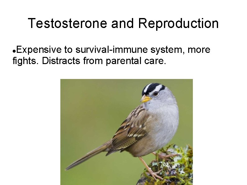 Testosterone and Reproduction Expensive to survival-immune system, more fights. Distracts from parental care. 