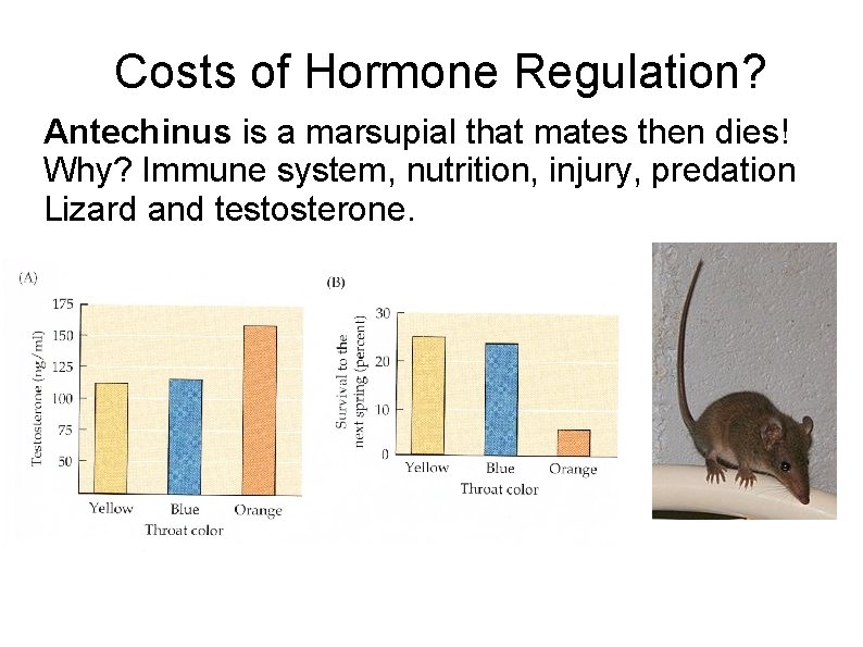 Costs of Hormone Regulation? Antechinus is a marsupial that mates then dies! Why? Immune