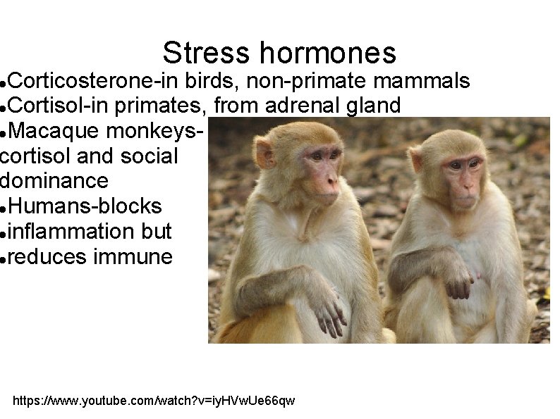 Stress hormones Corticosterone-in birds, non-primate mammals Cortisol-in primates, from adrenal gland Macaque monkeyscortisol and