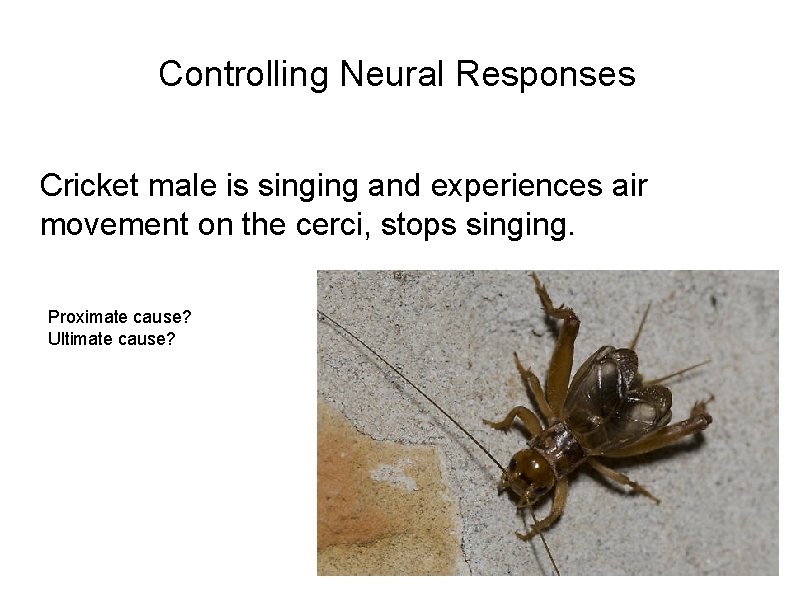 Controlling Neural Responses Cricket male is singing and experiences air movement on the cerci,