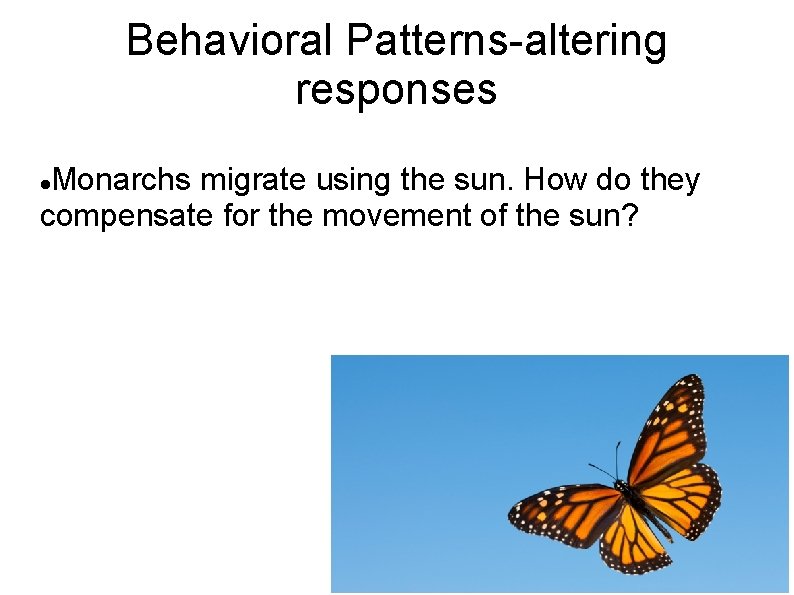 Behavioral Patterns-altering responses Monarchs migrate using the sun. How do they compensate for the