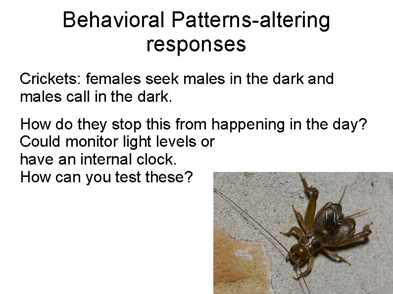 Behavioral Patterns-altering responses Crickets: females seek males in the dark and males call in