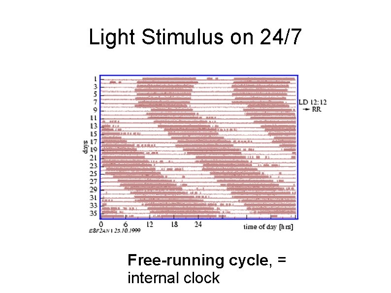 Light Stimulus on 24/7 Free-running cycle, = internal clock 