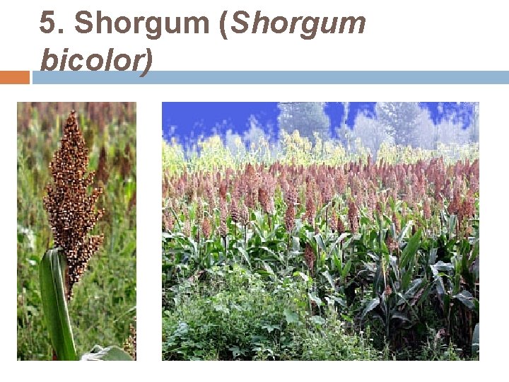 5. Shorgum (Shorgum bicolor) 