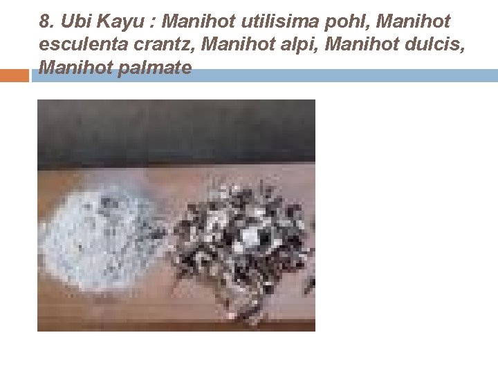 8. Ubi Kayu : Manihot utilisima pohl, Manihot esculenta crantz, Manihot alpi, Manihot dulcis,