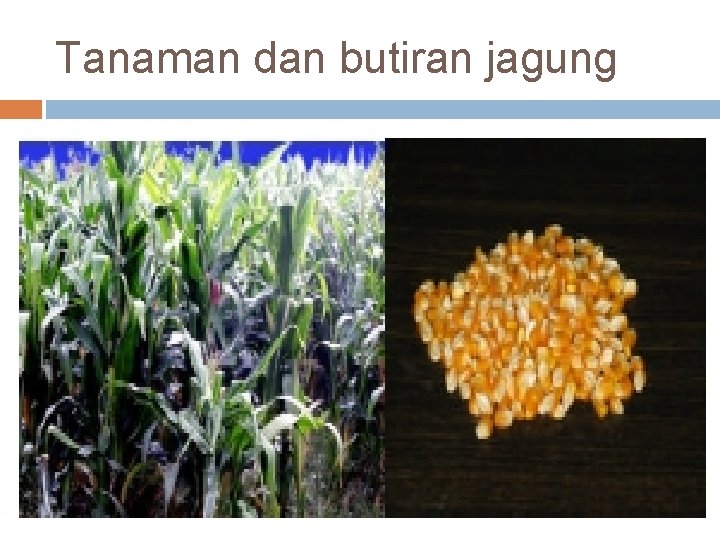 Tanaman dan butiran jagung 