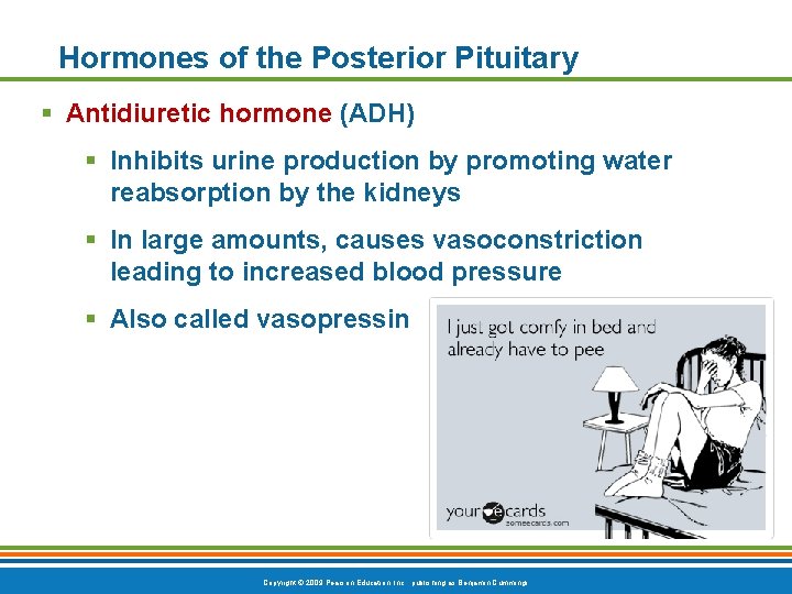 Hormones of the Posterior Pituitary § Antidiuretic hormone (ADH) § Inhibits urine production by