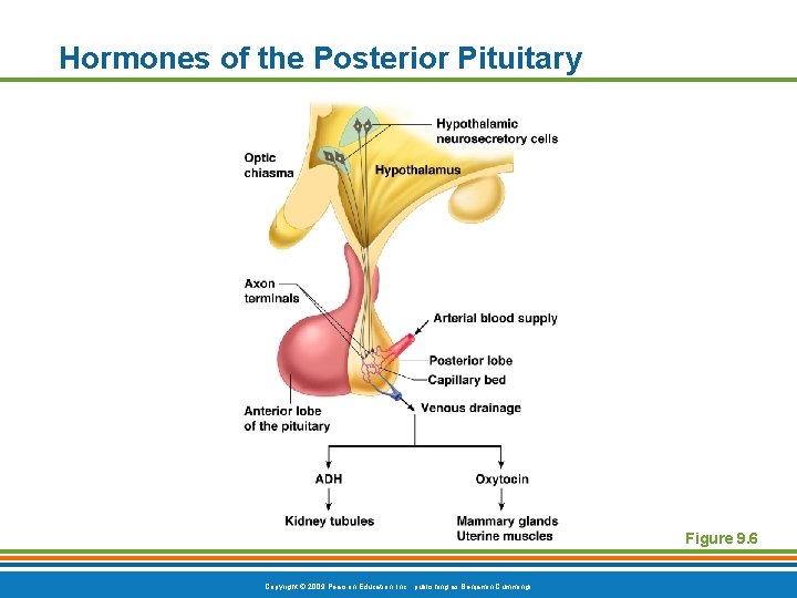 Hormones of the Posterior Pituitary Figure 9. 6 Copyright © 2009 Pearson Education, Inc.