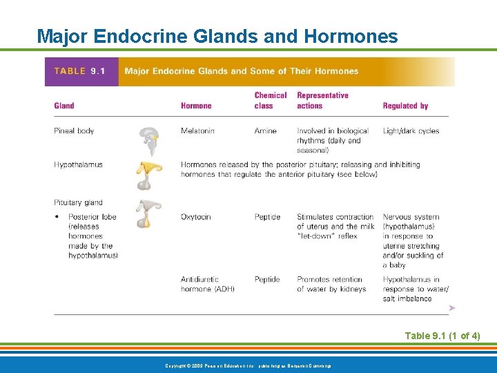 Major Endocrine Glands and Hormones Table 9. 1 (1 of 4) Copyright © 2009