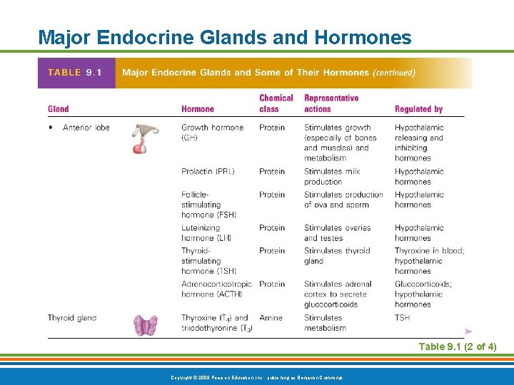 Major Endocrine Glands and Hormones Table 9. 1 (2 of 4) Copyright © 2009