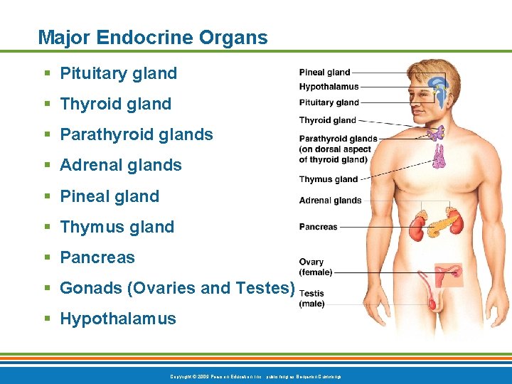 Major Endocrine Organs § Pituitary gland § Thyroid gland § Parathyroid glands § Adrenal