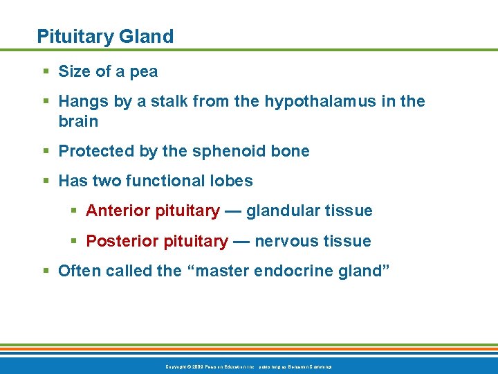 Pituitary Gland § Size of a pea § Hangs by a stalk from the