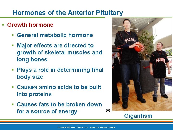 Hormones of the Anterior Pituitary § Growth hormone § General metabolic hormone § Major