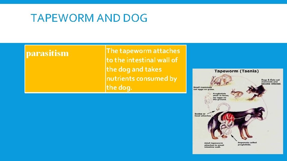 TYPES OF SYMBIOSIS Can you tell which is