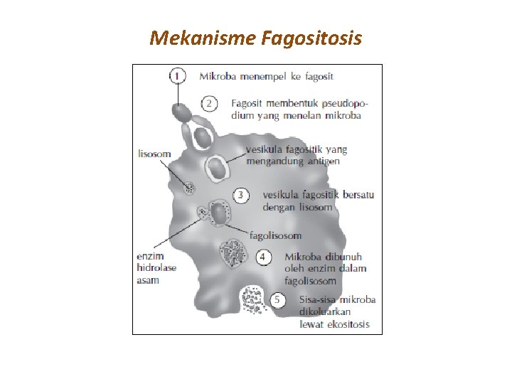 Mekanisme Fagositosis 